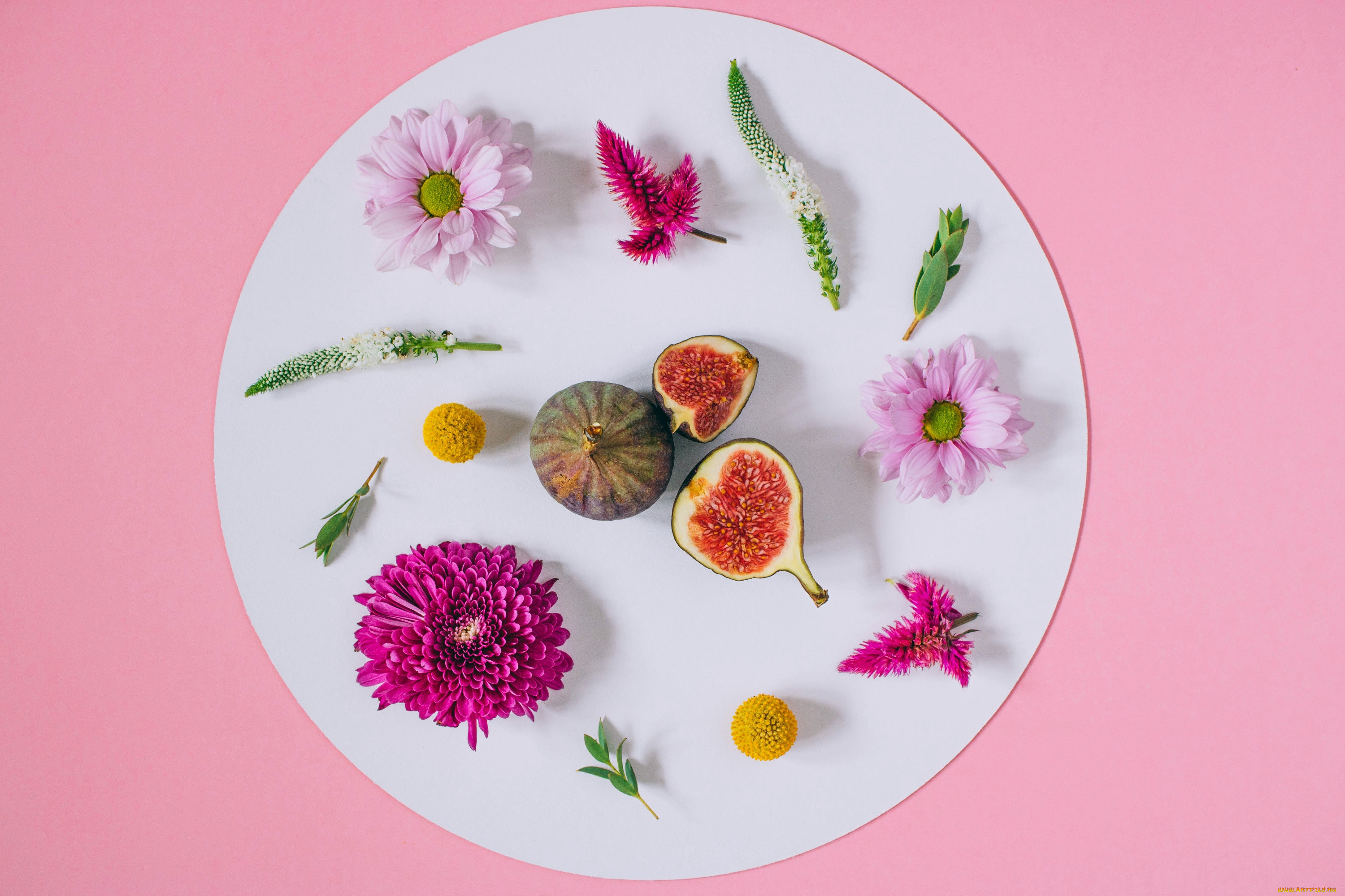 , , background, , floral, frame, pink, flowers, 